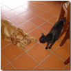 CIOKY E NERINO